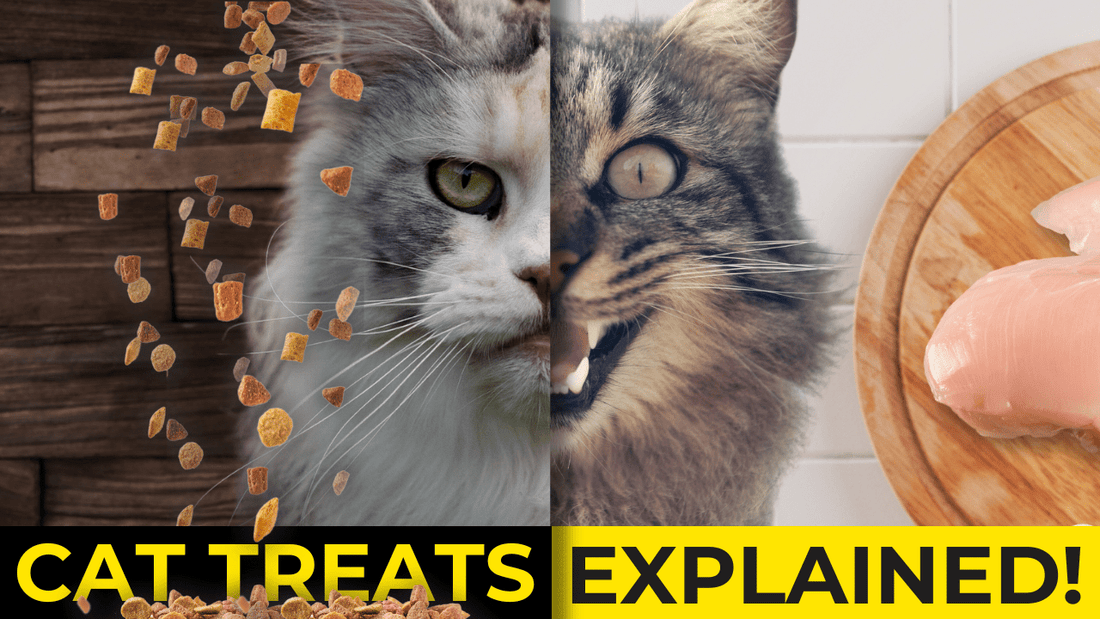Are Cat Treats Healthy? Unraveling the Truth - OutdoorBengal
