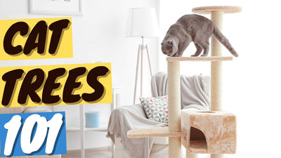 Are Cat Trees Worth It? YES! - Here's Why