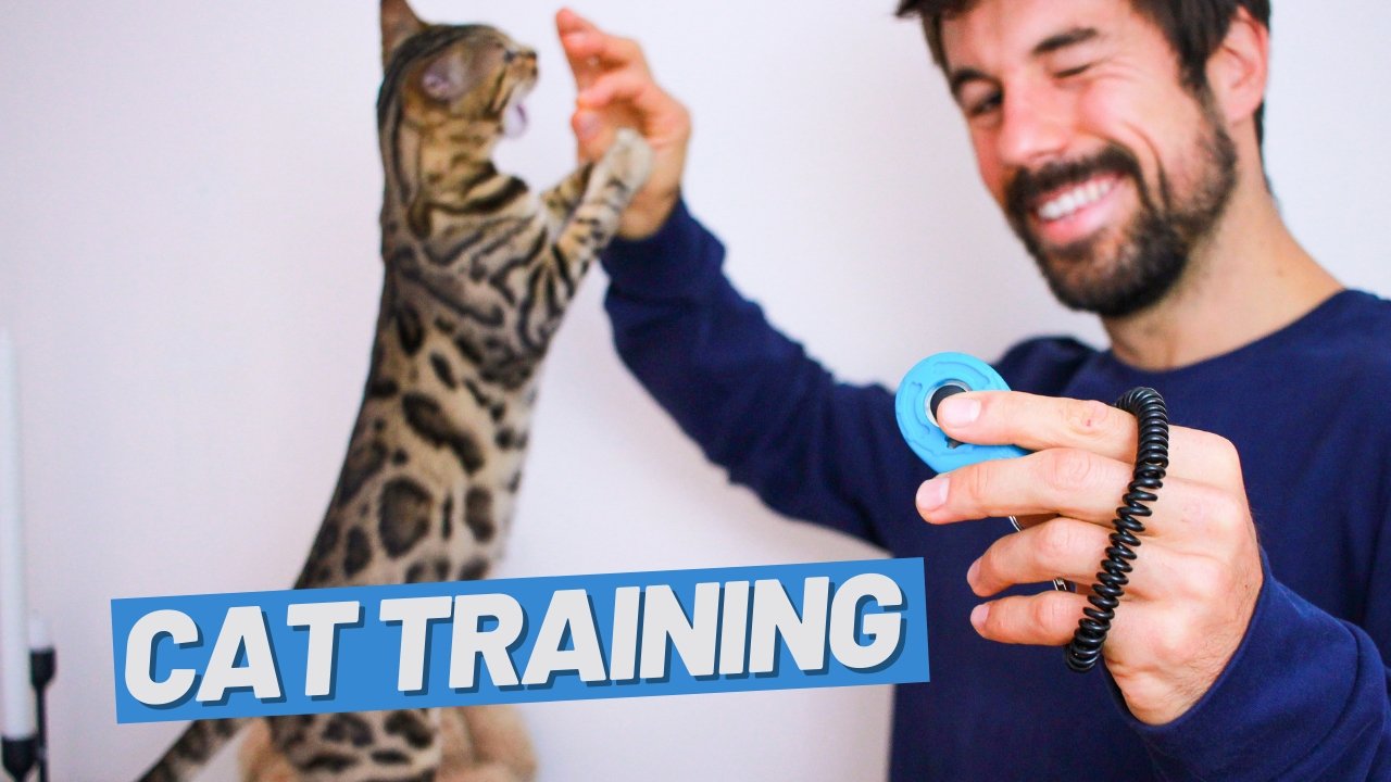 Are Cats Hard to Train? - OutdoorBengal