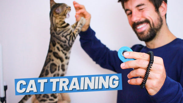 Are Cats Hard to Train?