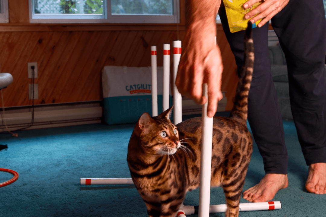 Are Cats Hard to Train? - OutdoorBengal