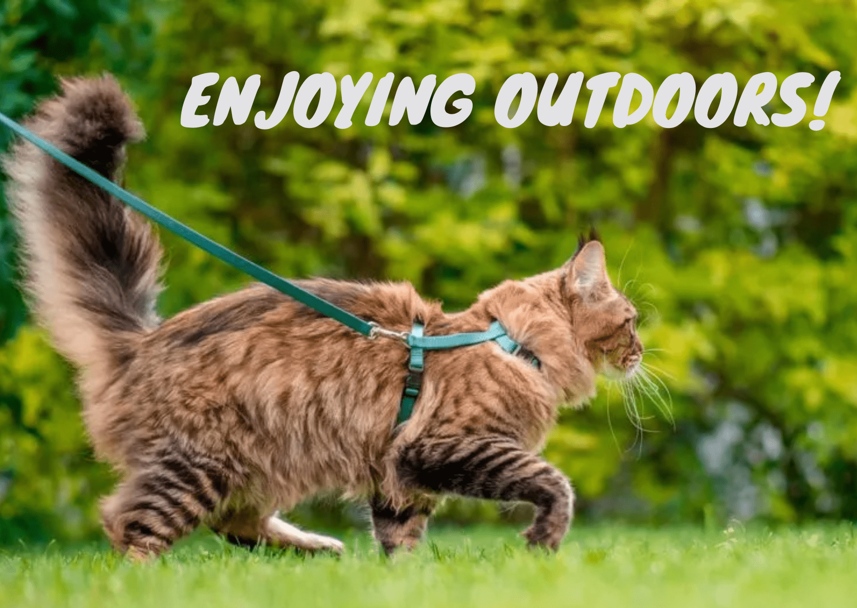 Benefits of Using a Cat Harness - Enjoying the Great Outdoors Safely - OutdoorBengal