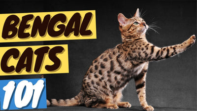 Bengal Cat 101 - History, Personality and Traits