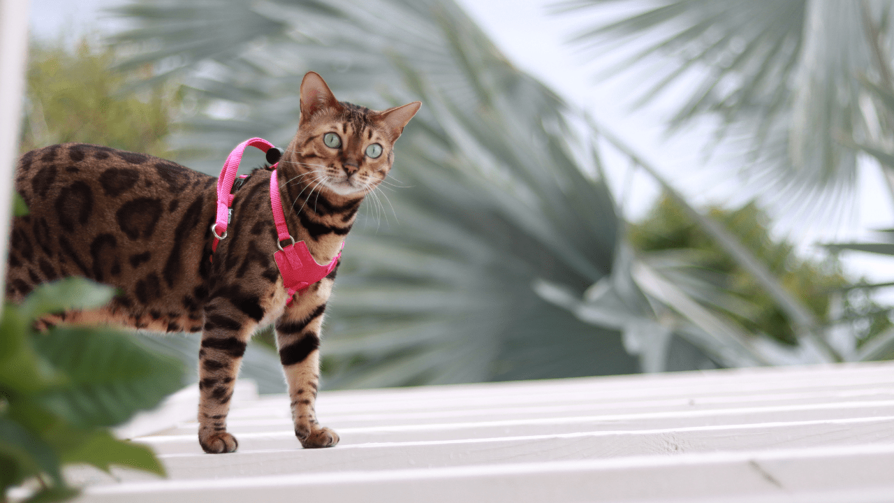 Bengal Cat 101 - History, Personality and Traits - OutdoorBengal