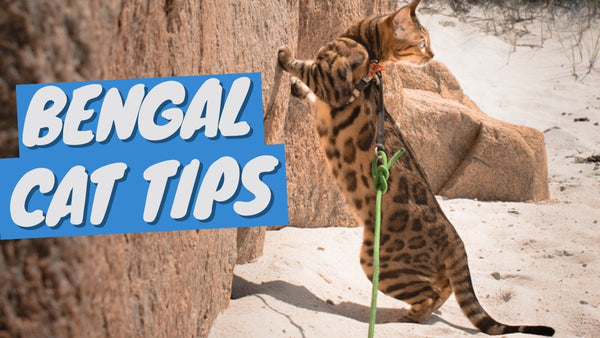 Bengal Cat Tips - Keeping a Bengal Cat Happy and Under Control