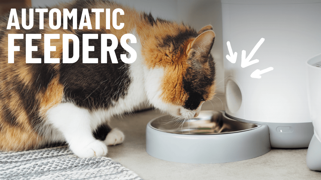 Best Automatic Cat Feeders - OutdoorBengal