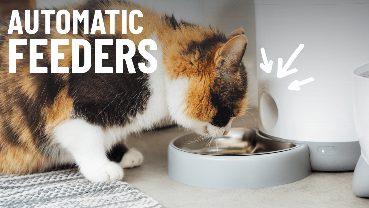 Best Automatic Cat Feeders - OutdoorBengal