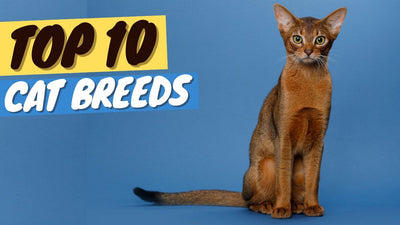 Best Cat Breeds - Coolest Cat Breeds in the World!