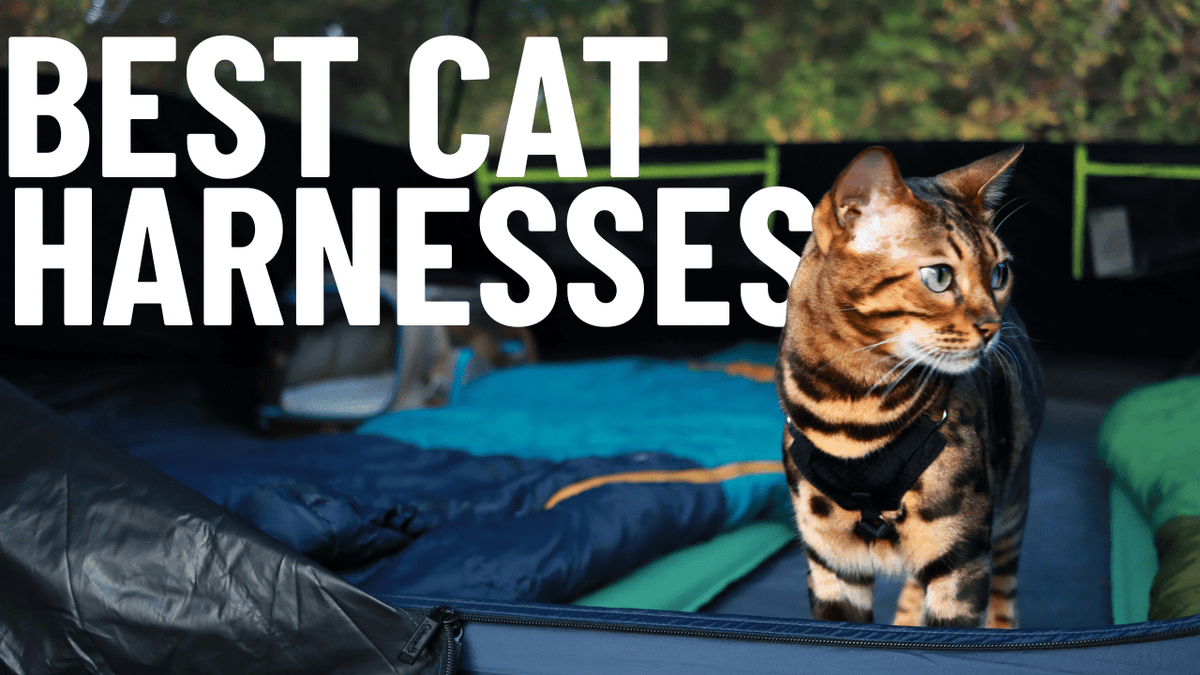 Best Cat Harness (Top Rated) - Escape Proof, Safe and Comfortable - OutdoorBengal