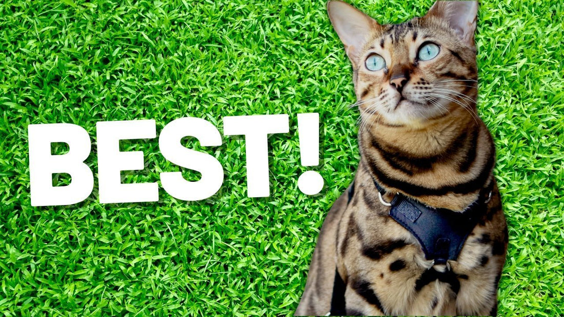 Best Cat Harness - What To Look for on a Harnesses for Your Cat - OutdoorBengal