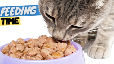 Best Time to Feed Cats: A Comprehensive Guide to Feeding Cats