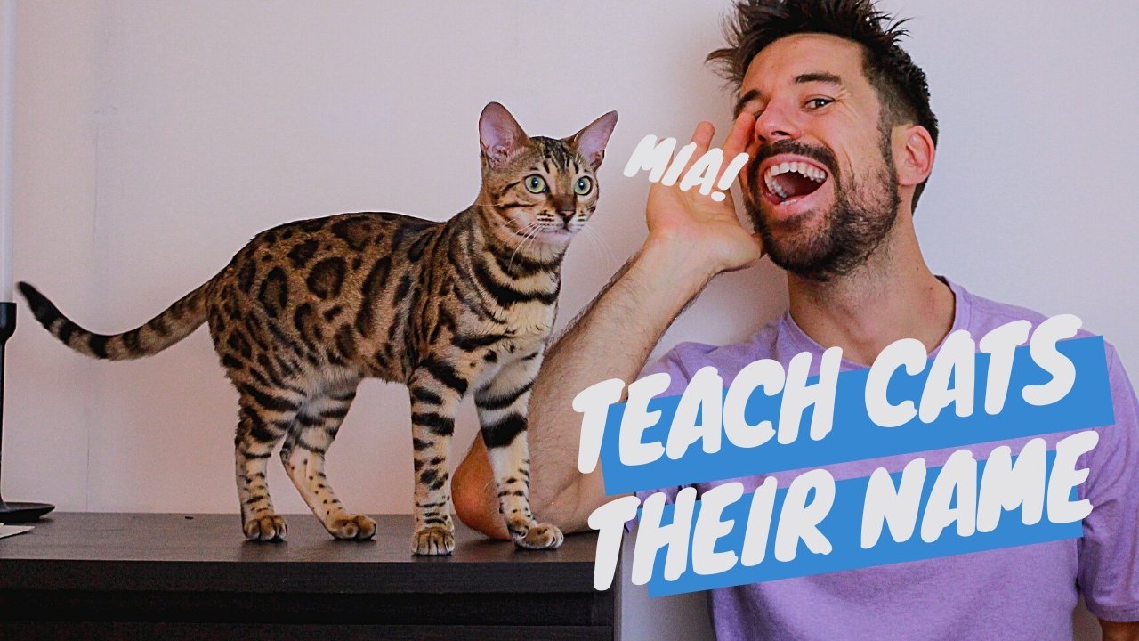 Can a Cat Be Trained to Come When Called? - OutdoorBengal