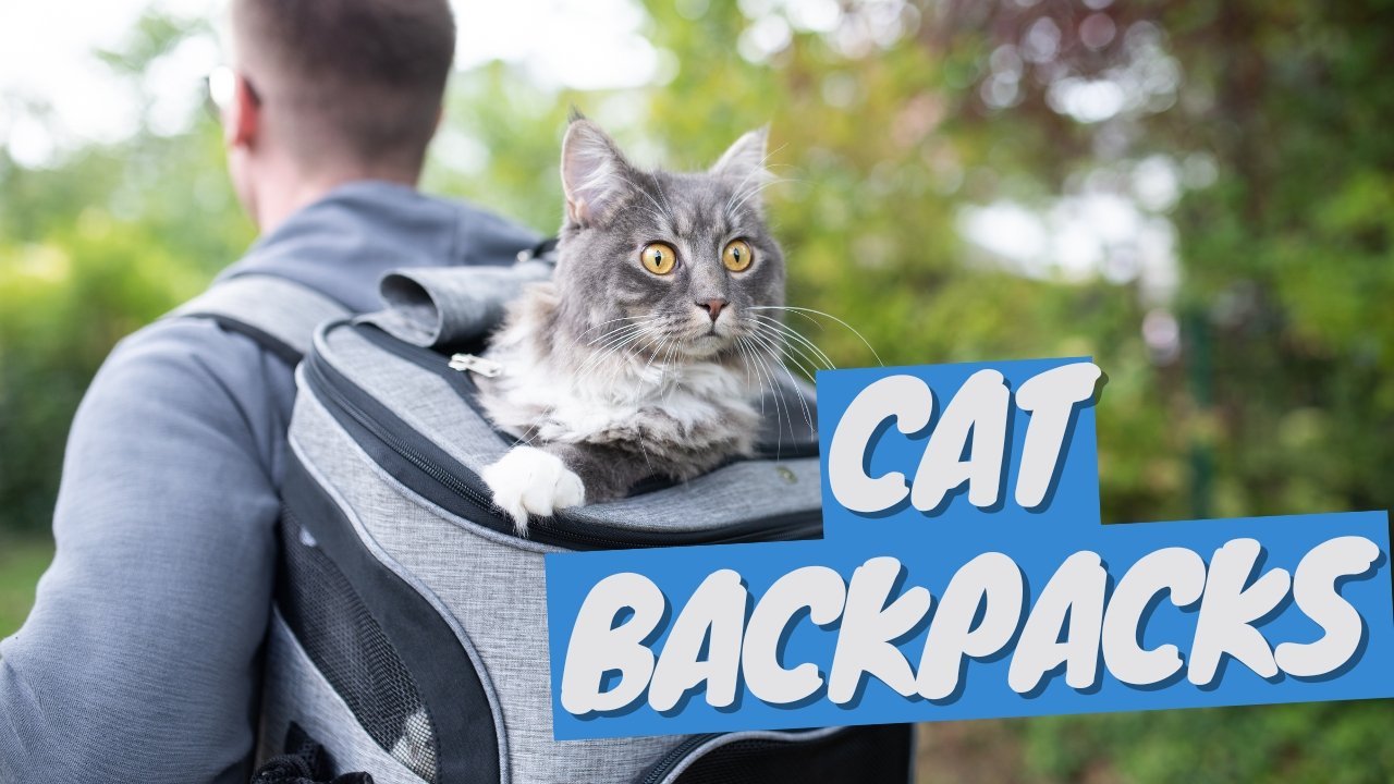 Cat Backpack - Choosing the Best Backpack to Go Out with Your Cat - OutdoorBengal