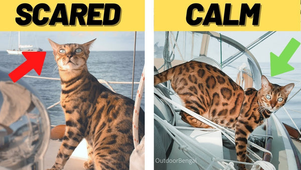 Cat Body Language Explained - 18 Things Your Cat is Trying to Tell You