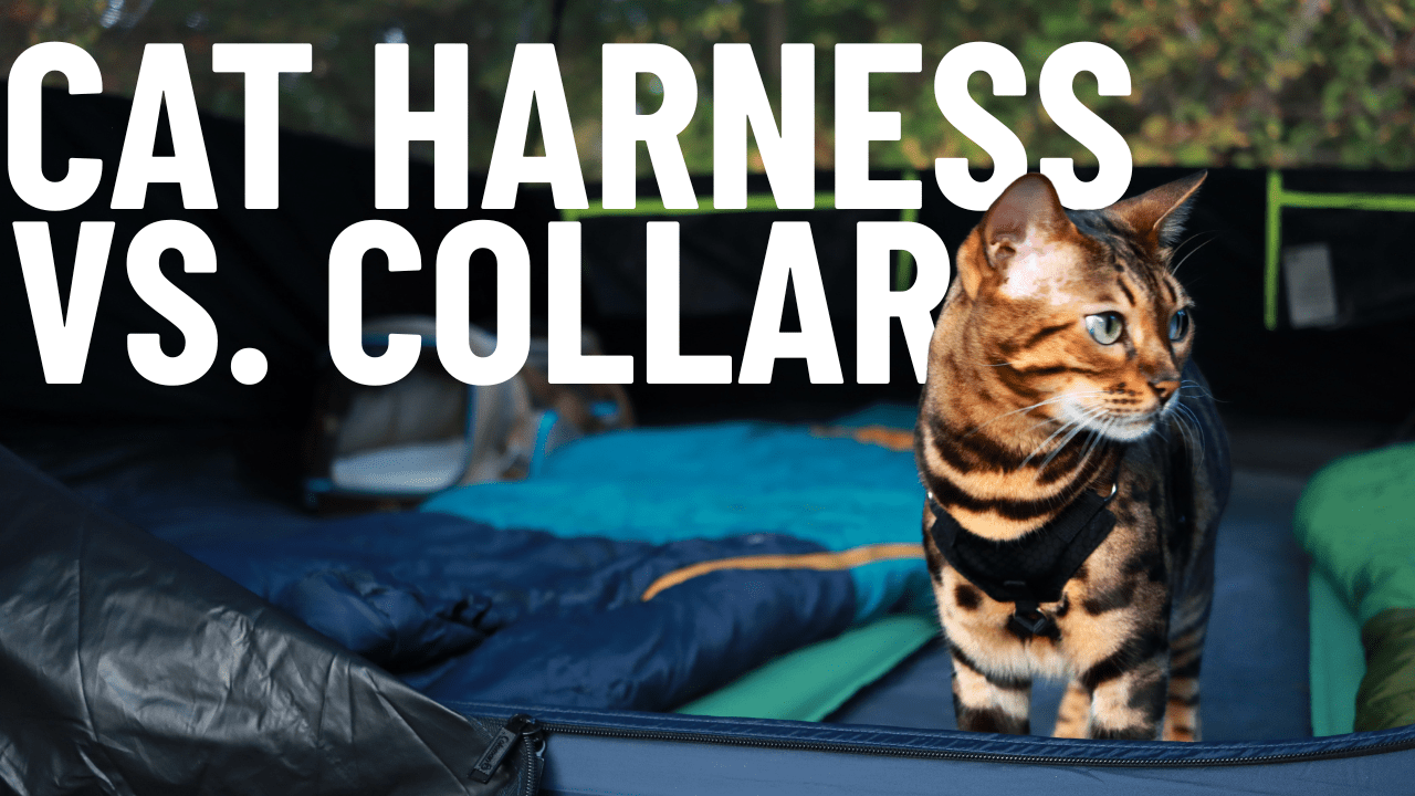 Cat Harness vs. Cat Collar: Which is Better? - OutdoorBengal