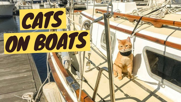 Cat on a Boat - Training, Gear and Tips to Sailing with a Cat