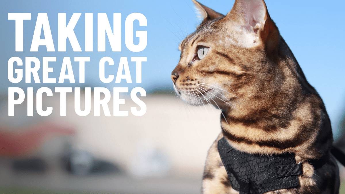 How to Take Great Pictures of Your Cat (Even With Your Phone ...