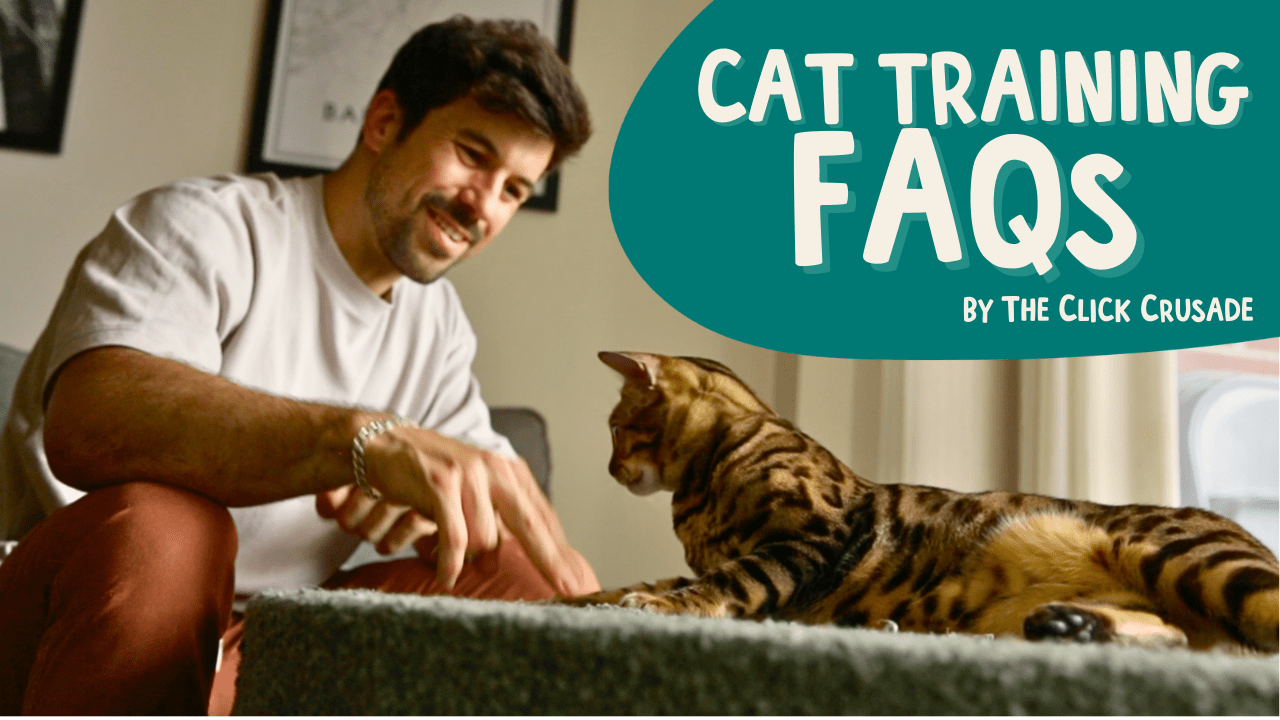 FAQ About Cat Training - 99% of Cat People Don't Know – OutdoorBengal