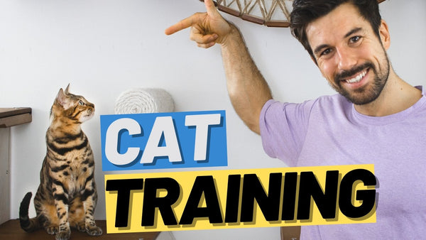 Cat Training Guide for Beginners - Train Your Cat from Zero to Hero
