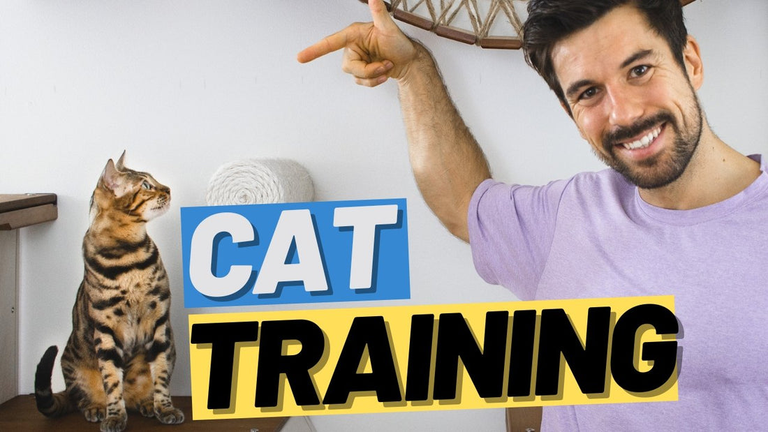 Cat Training Guide for Beginners - Train Your Cat from Zero to Hero - OutdoorBengal