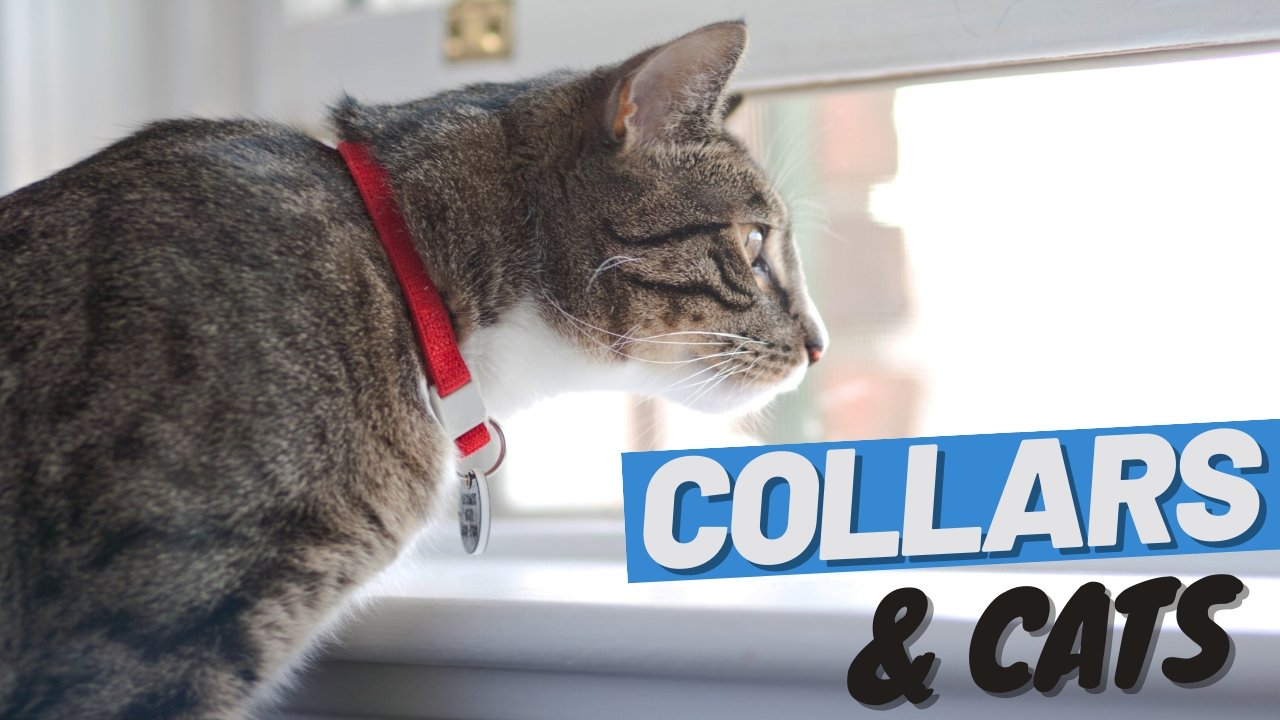 Choosing a Collar and Training Your Cat to Wear It - Easy Guide ...