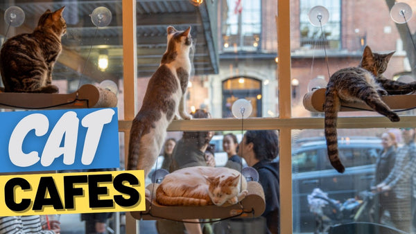 Coffee, Cats, & Coziness: A Journey Through Unique Cat Cafes
