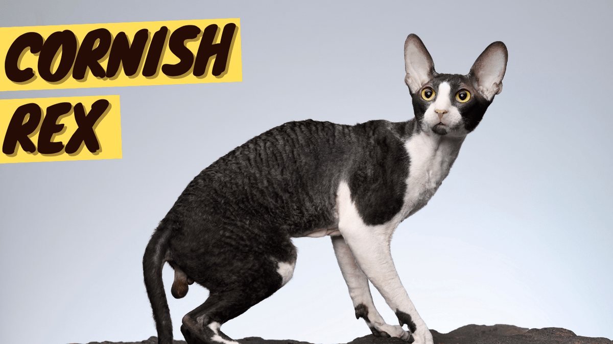 Cornish Rex 101 - History, Personality and Traits - OutdoorBengal