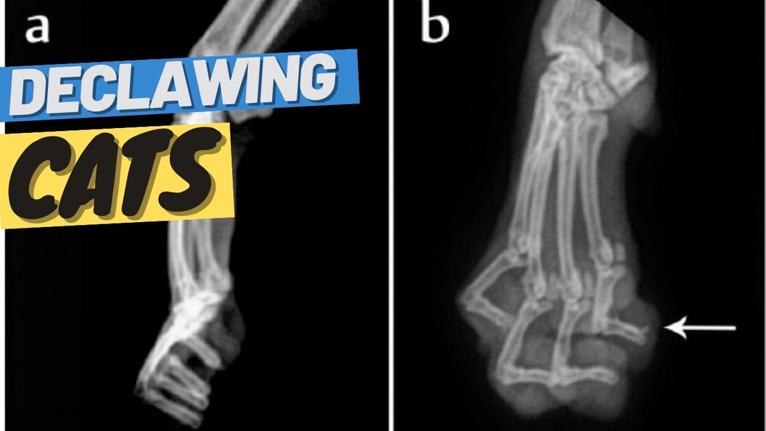 Declawing: What It Is, Why It Is Bad For Cats, and How to Avoid It - OutdoorBengal