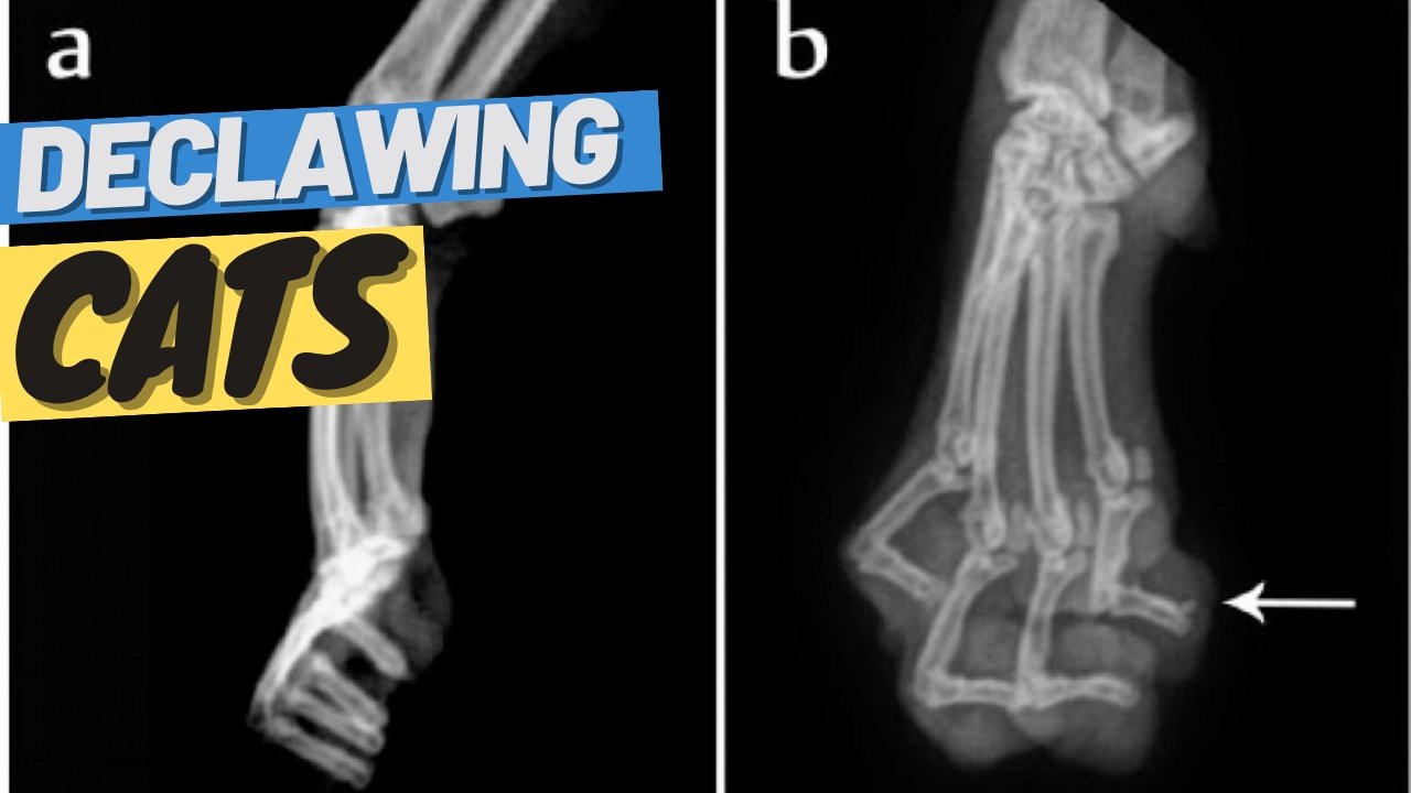 Declawing: What It Is, Why It Is Bad For Cats, and How to Avoid It - OutdoorBengal