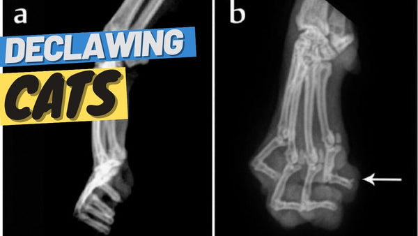 Declawing: What It Is, Why It Is Bad For Cats, and How to Avoid It