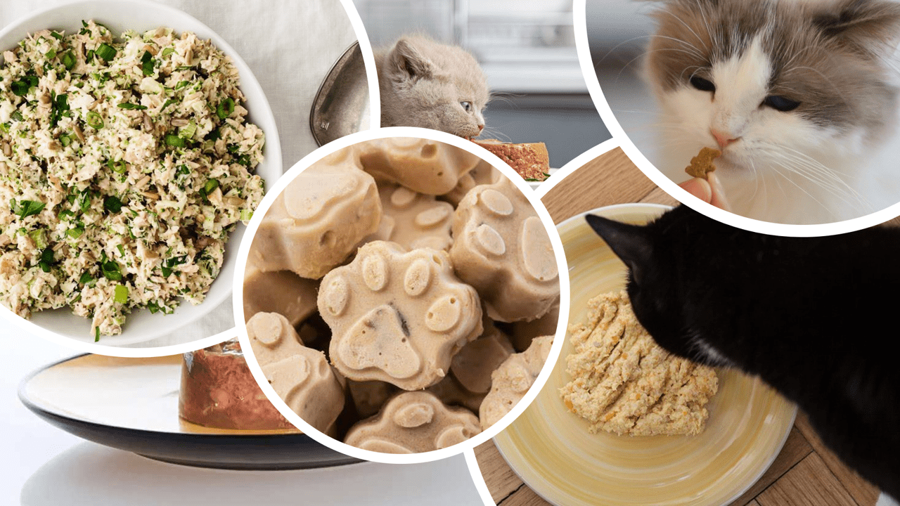 Easy, Healthy & Delicious Homemade Cat Recipes for Christmas (Vet Approved) - OutdoorBengal