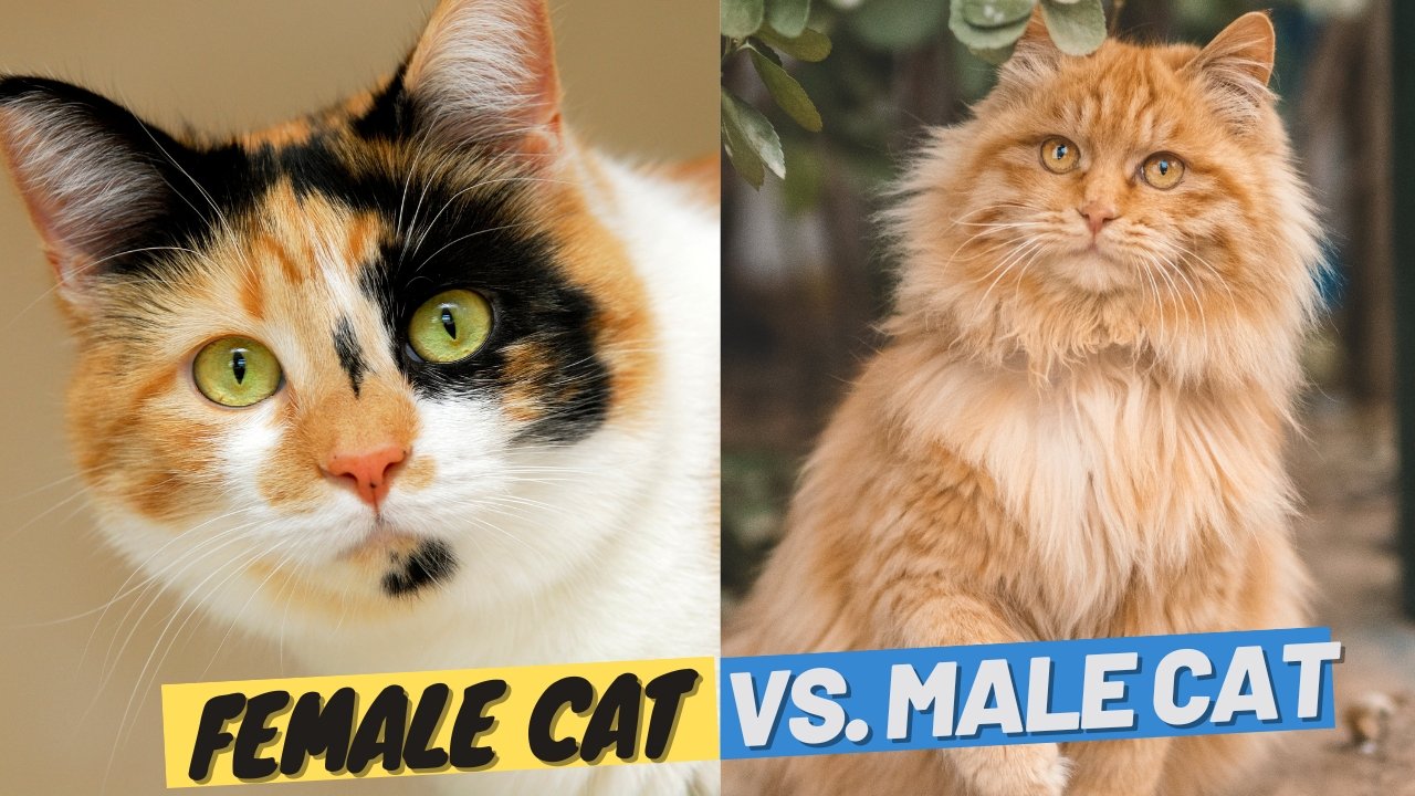 Are male or female cats meaner?