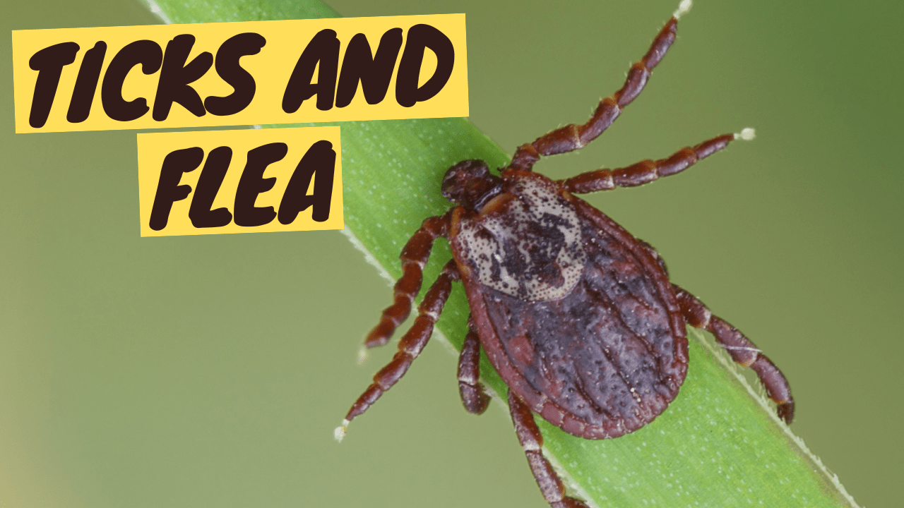 Flea and Ticks on Cats - Prevention, Spotting, Removing, and Treatment - OutdoorBengal