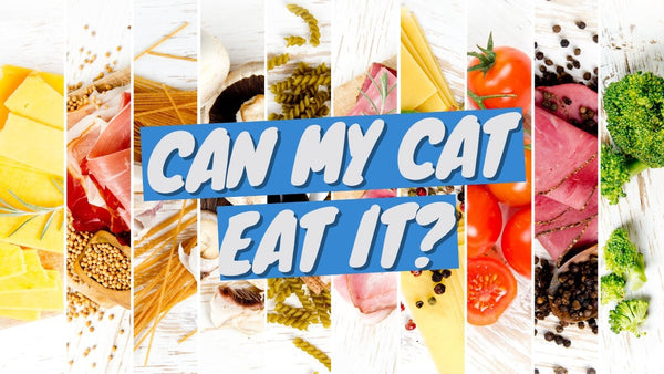 Foods Your Cat CAN and CAN'T Eat - Don't Get it Wrong!