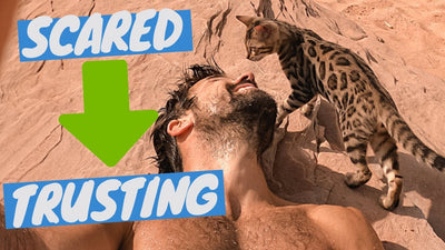 Gaining ANY Cat's Trust - OutdoorBengal