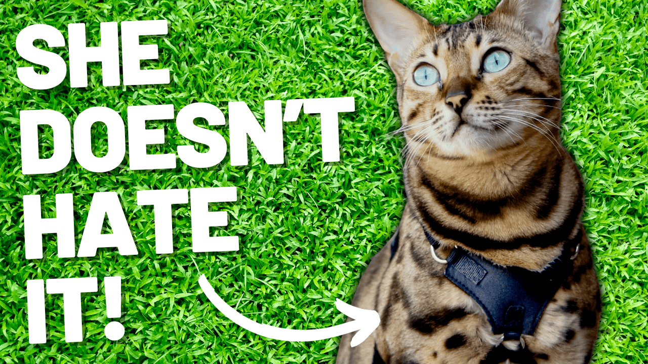 Harness for a Cat that Hates Harnesses - OutdoorBengal