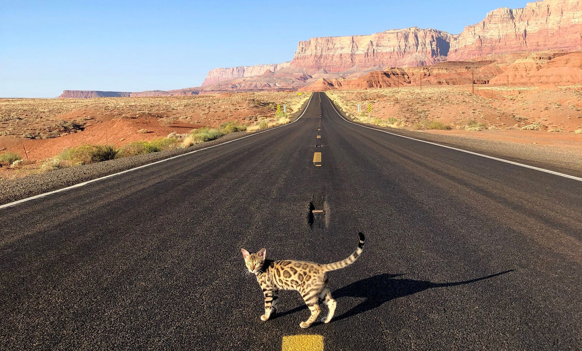 Help Your Cat Enjoy Car Rides - Tips to Train Cats to Ride on Cars - OutdoorBengal