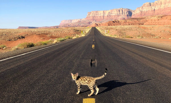 Help Your Cat Enjoy Car Rides - Tips to Train Cats to Ride on Cars