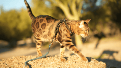 Houdini™ vs. Always On™: Which Outdoor Bengal Cat Harness Is Right for Your Feline Explorer? - OutdoorBengal