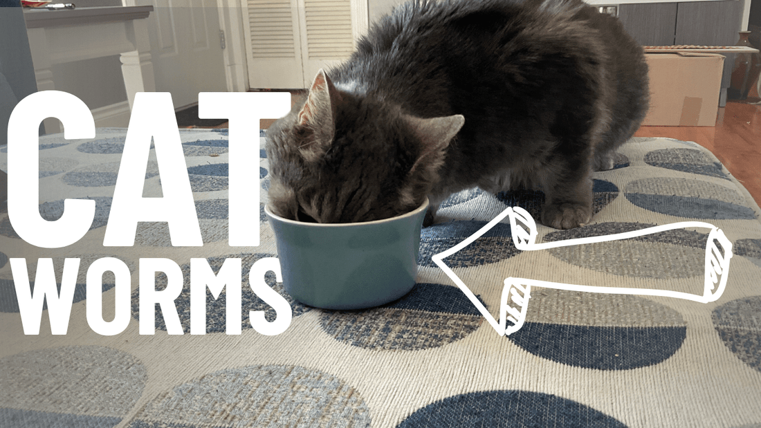 How Do Cats Get Worms? A Vet’s Guide on How to Avoid Them - OutdoorBengal
