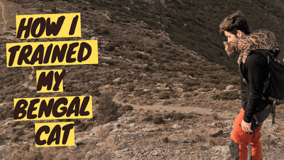 How I Trained my Bengal Cat: Mia's Epic First 3 Years of Life - OutdoorBengal