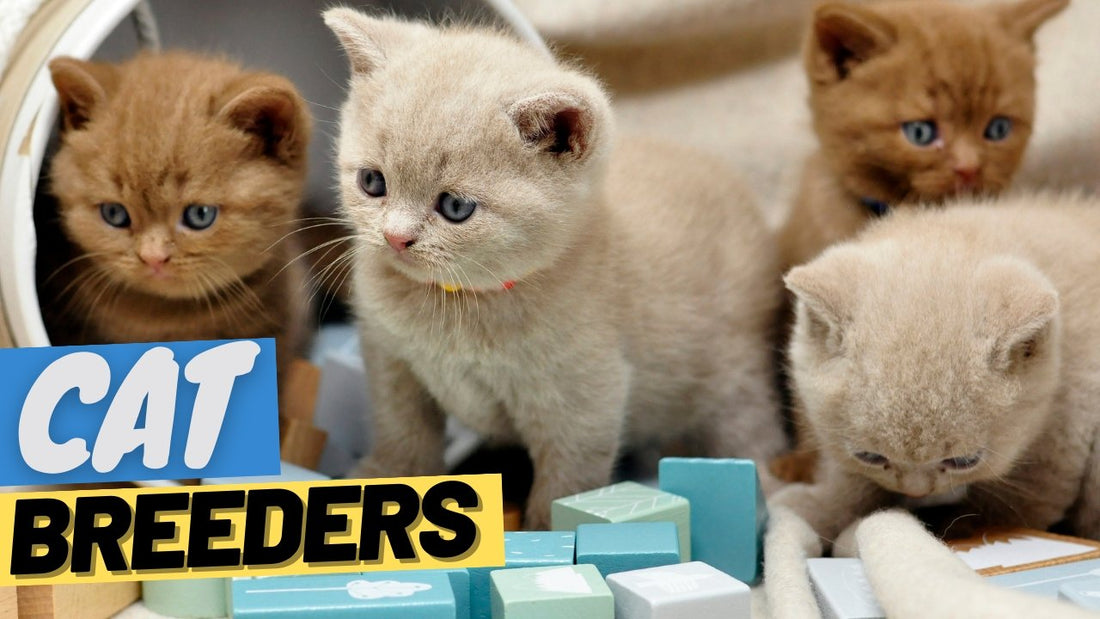 How to Choose a Responsible Cat Breeder: 9 Questions to Ask - OutdoorBengal