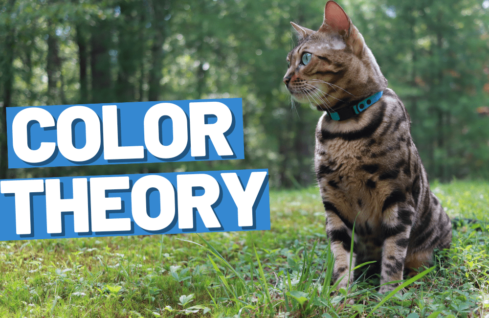 How to Choose the Best Collar Color for Your Cat - OutdoorBengal