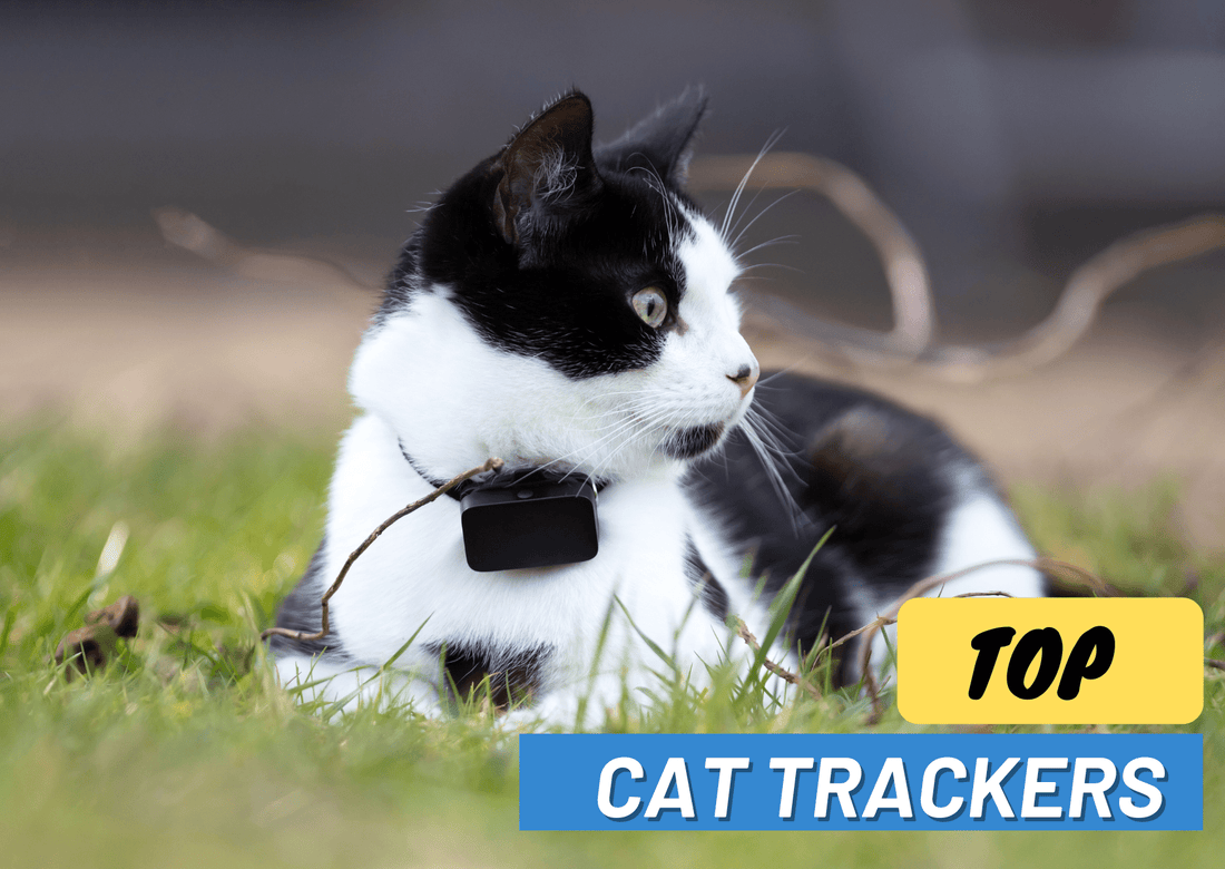 How to Choose the Perfect Cat Tracker: Top Options for Responsible Cat Parents - OutdoorBengal