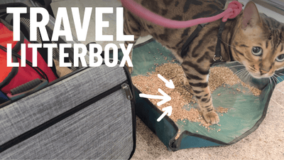 How to Choose the Perfect Travel Litterboxes for Your Trip - OutdoorBengal