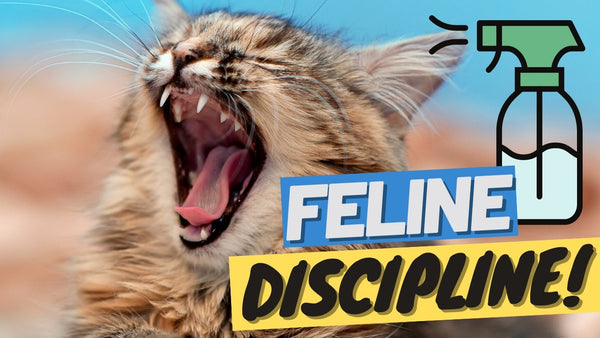 How to Discipline a Cat - 7 Proven Methods