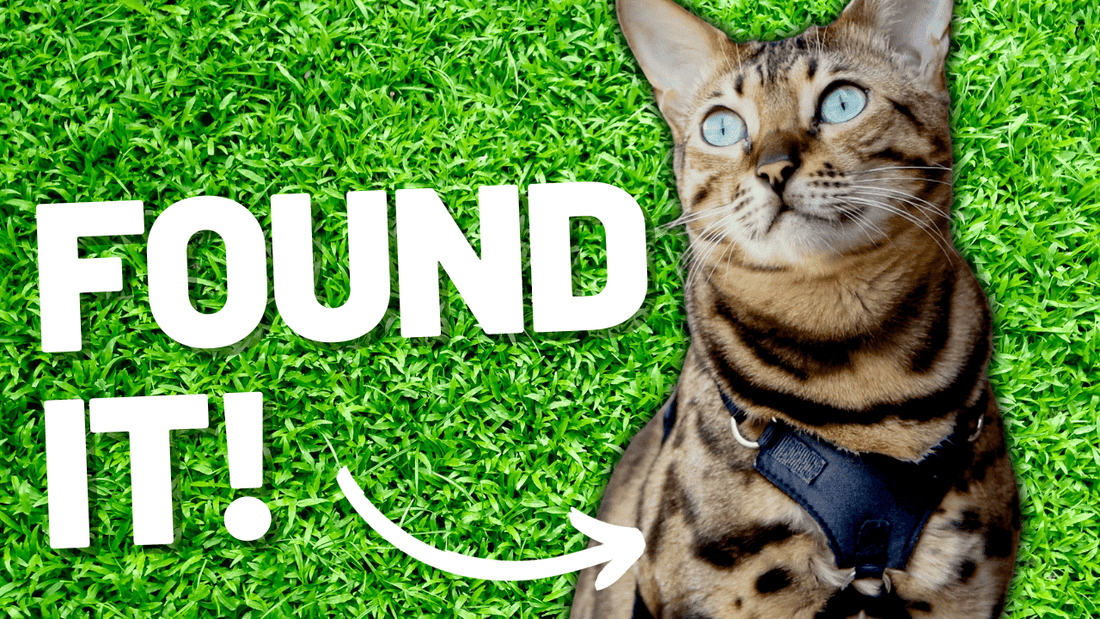 How to Find the Best Escape Proof Cat Harness - OutdoorBengal