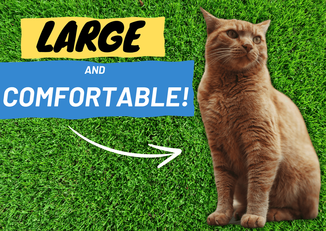 How to Find the Best Harness for Large Cats - OutdoorBengal