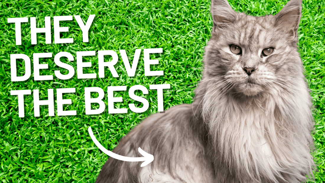 How to Find the Best Harness for Long Hair Cats: A Comprehensive Guide - OutdoorBengal
