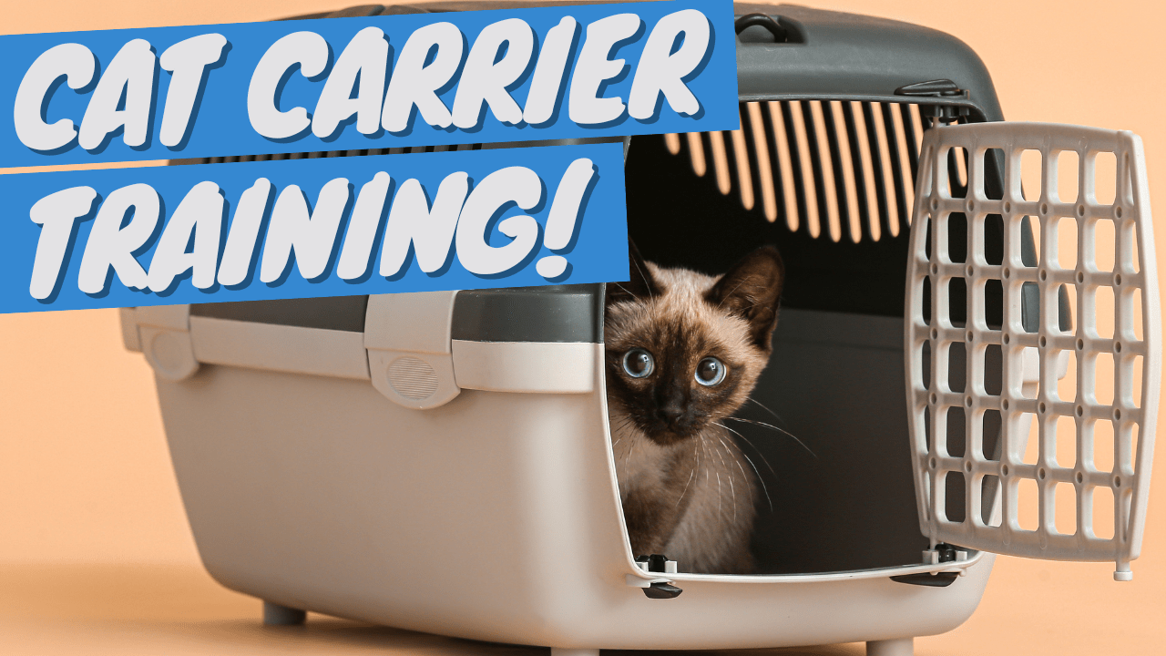 How To Get Your Cat Into a Pet Carrier - OutdoorBengal